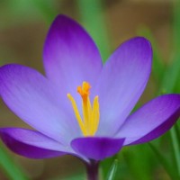 Crocus Image