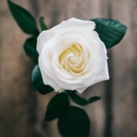 annie-spratt-pDGNBK9A0sk-unsplash