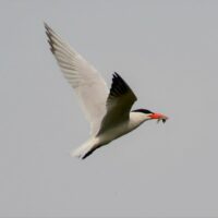 Caspian Tern_Maren Robinson