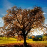 old oak tree