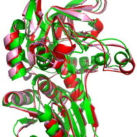 A 3-D model of threonine dehydrogenase